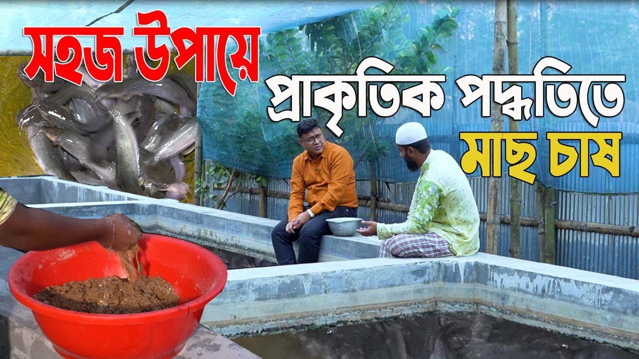 বায়োফ্লক নয় সহজ উপায়ে চৌবাচ্চায় প্রাকৃতিক পদ্ধতিতে মাছ চাষ। নতুন এই উদ্যোক্তা দিনাজপুরের শাফিউল
