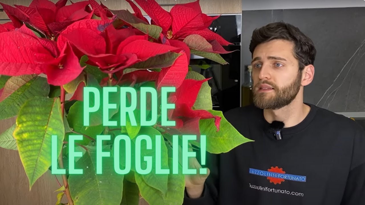 Stella di natale PERDE LE FOGLIE: ecco perchè! (i 3 motivi + 1)