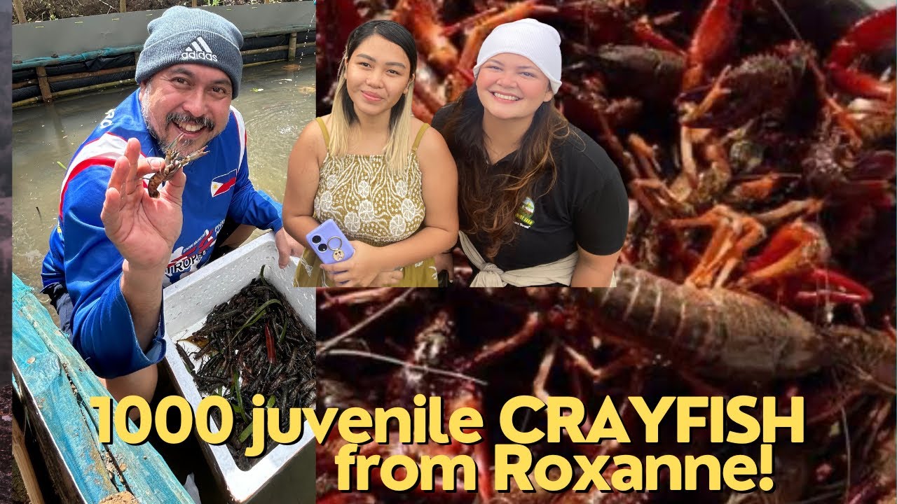 CRAYFISH FARMING WITH ROXANNE  Pioneer in Crayfish breeding 1.5 million views!