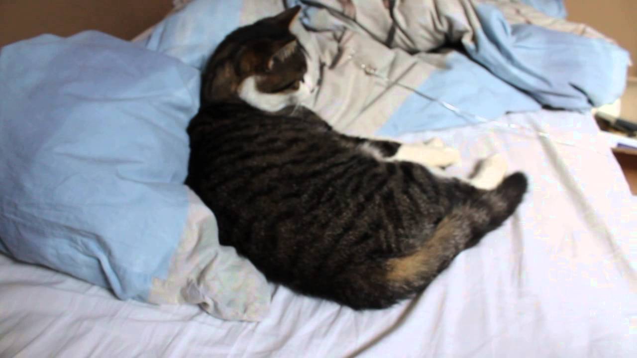 Black Pearl, ou la chatte qui ne regarde jamais ce qu'il y a sous elle quand elle dort.