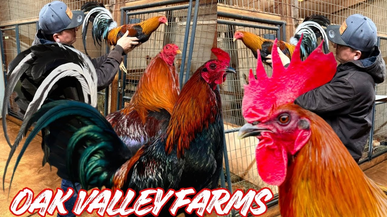 Курятники для разведения кур на ферме Oak Valley Farms, 2026 год - Открытый курятник Shape Outdoo...