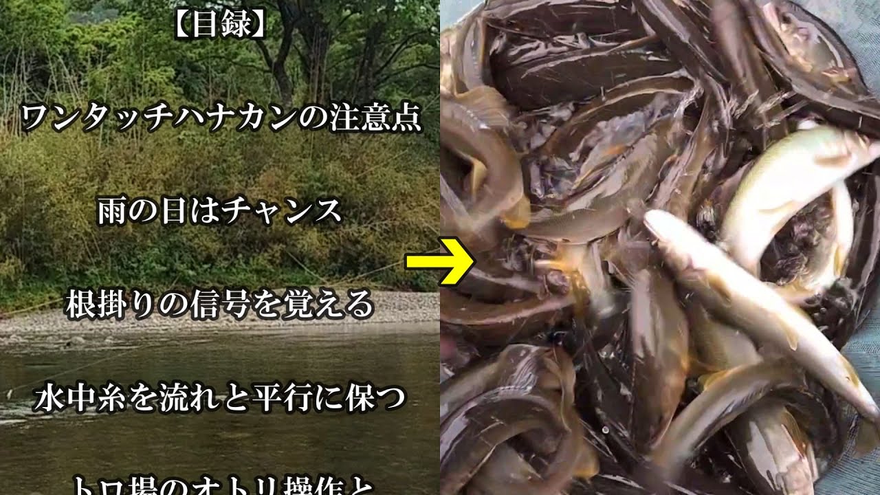 鮎釣り　釣果アップのヒント集【実釣解説】