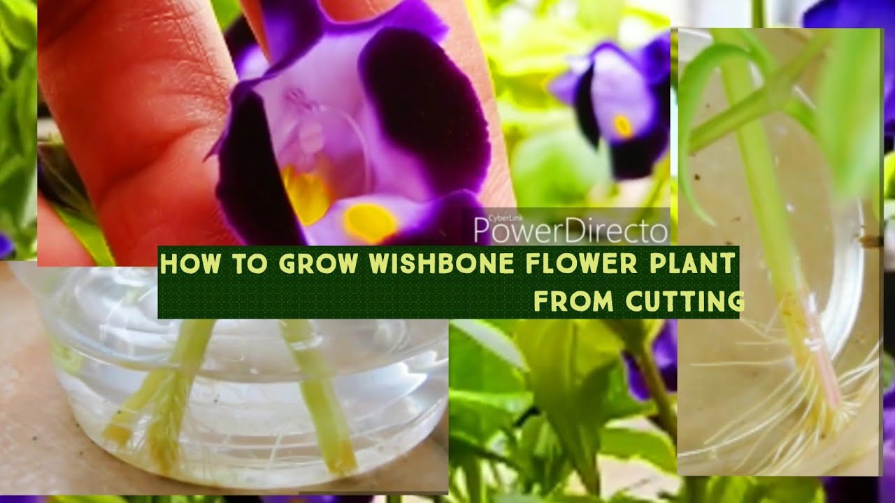 How to grow wishbone flower plant from cuttings. How to grow torenia forneri from cuttings.