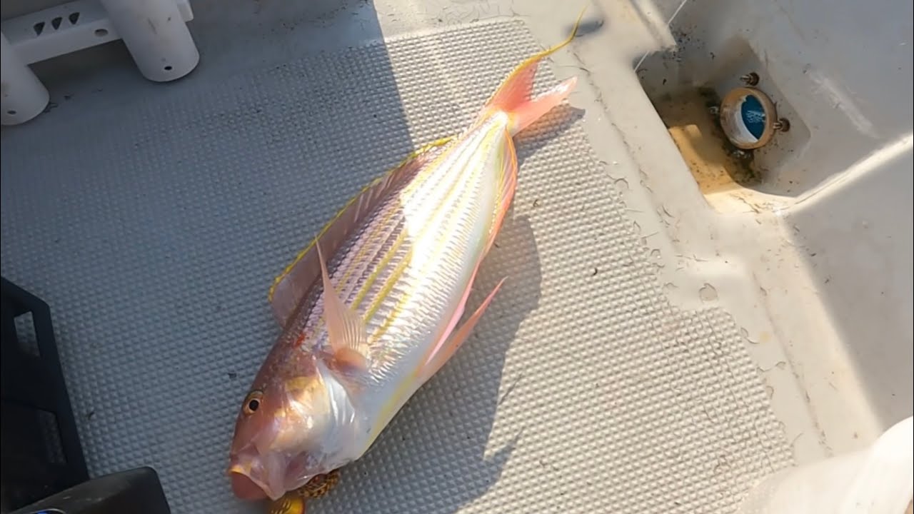 イトヨリとイカでドラグが止まらない釣行！
