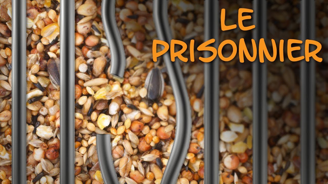 Biscuit pour perroquets #1 - Le prisonnier