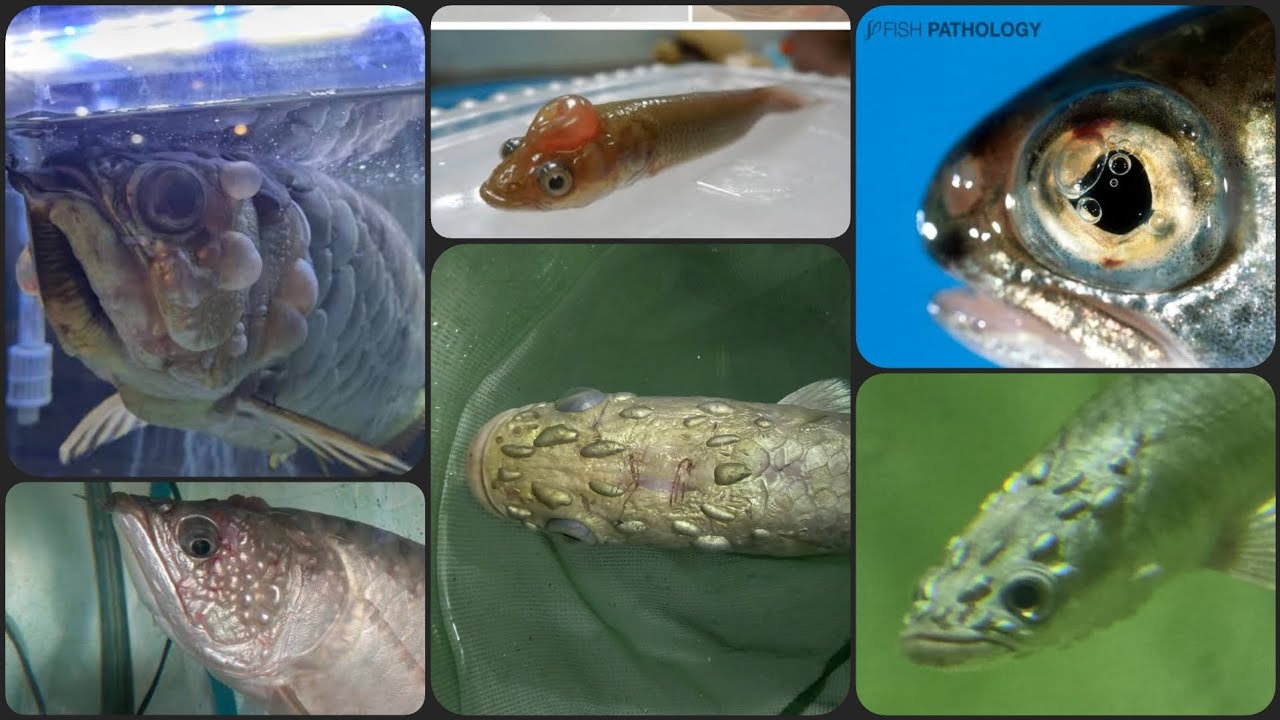 Gas bubble disease | Gas bubble syndrome | fatal fish disease 