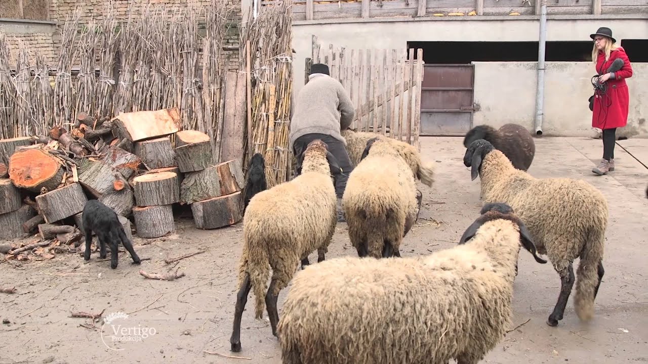 Uzgoj ovaca u selu Dolovo   U nasem ataru 618