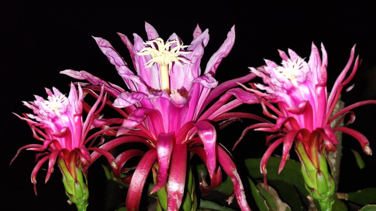 PITAYA AX HÍBRIDO - VEJA QUE ESPETÁCULO #pitaya #pitayas #agro #frutas #agricultura
