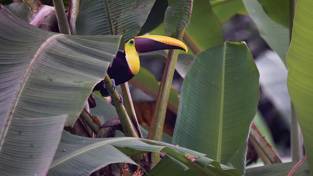 Black mandibled Toucan