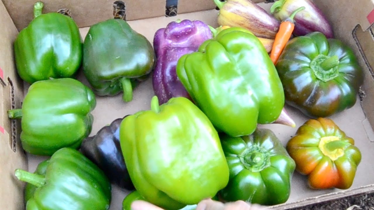 Harvesting different pepper varieties