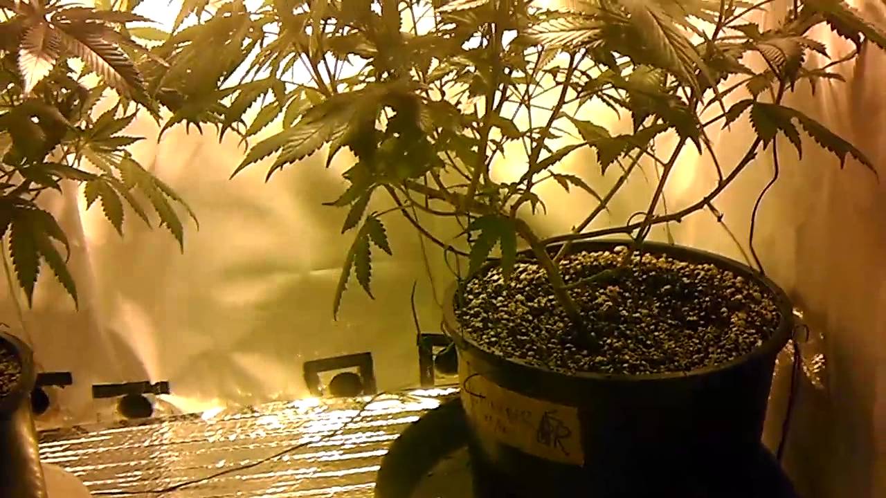 400w hps blueberrypurp flower day 1