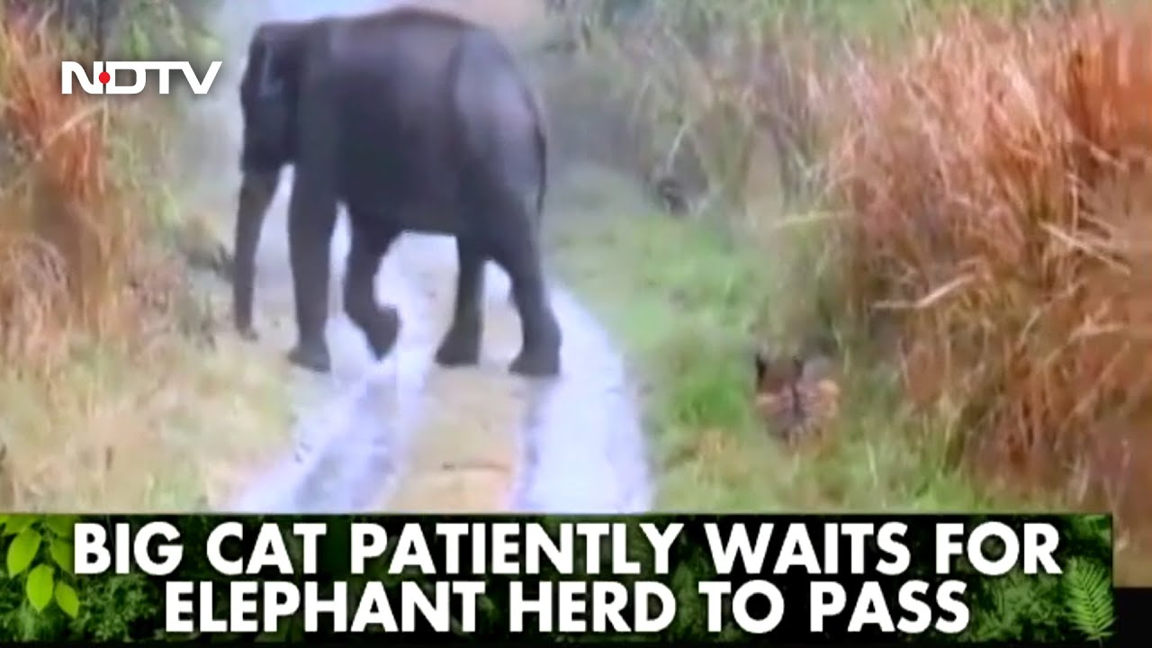 Forest Officer Shares Incredible Video Of Tiger Making Way For Herd Of Elephants