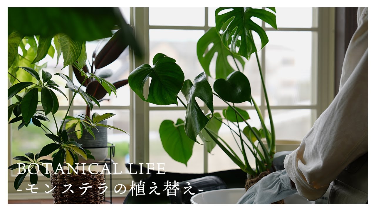 植え替えの季節がやってきた..。植物の新芽紹介｜根詰まり直前のモンステラの植え替え