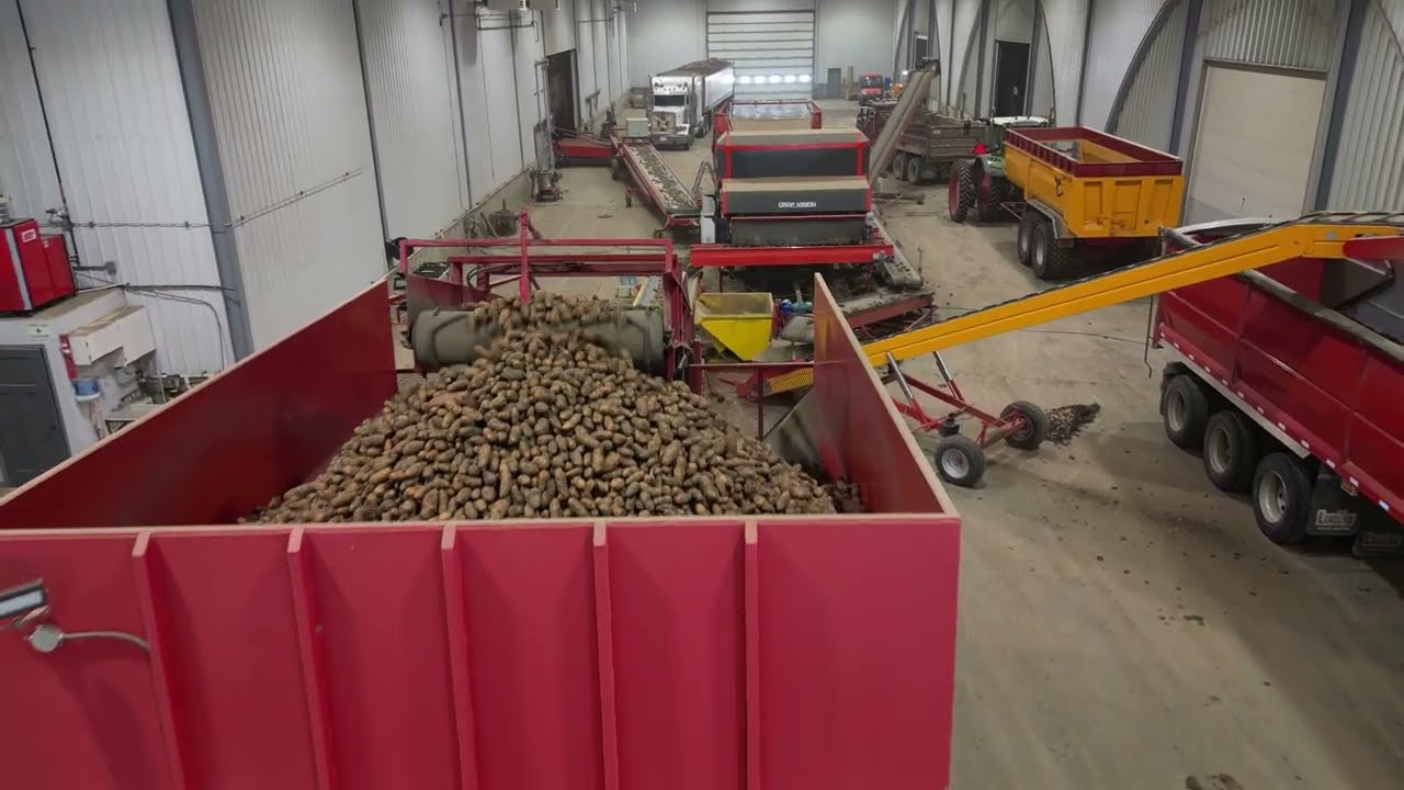 shipping processing potatoes with the downs crop vision