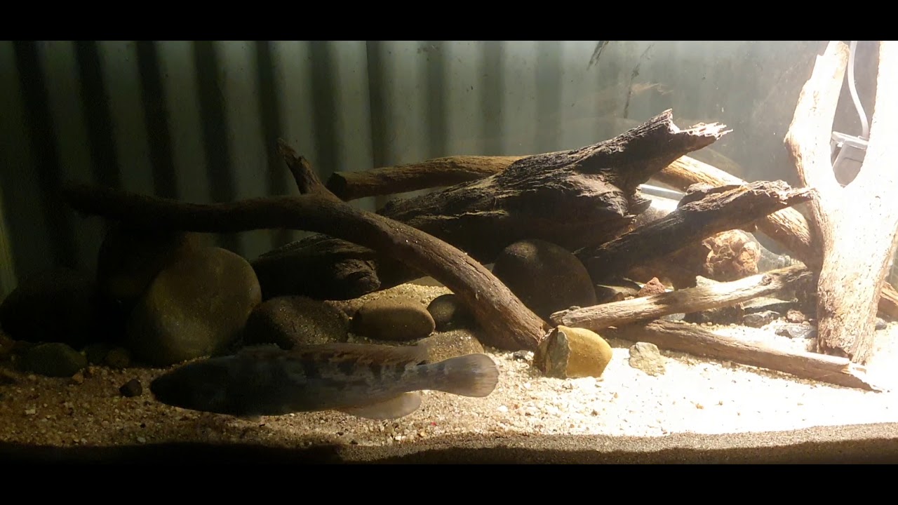 Australian River Blackfish