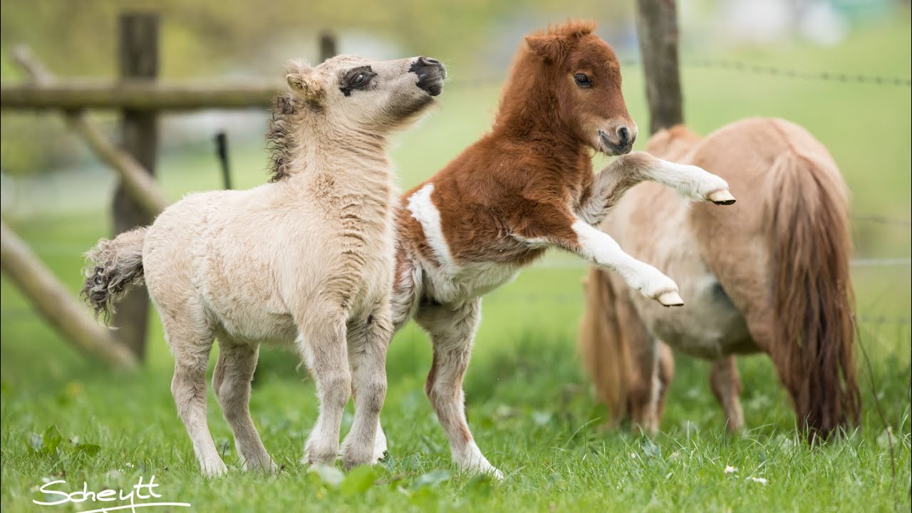 Schreck in der Ponywiese - Doppelgänger? 😲