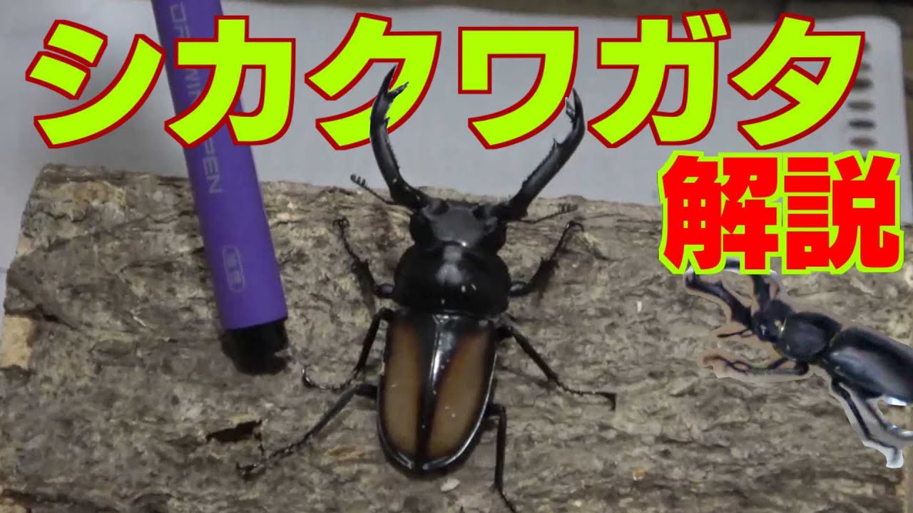 シカクワガタ解説　TOPGUNクワガタ図鑑