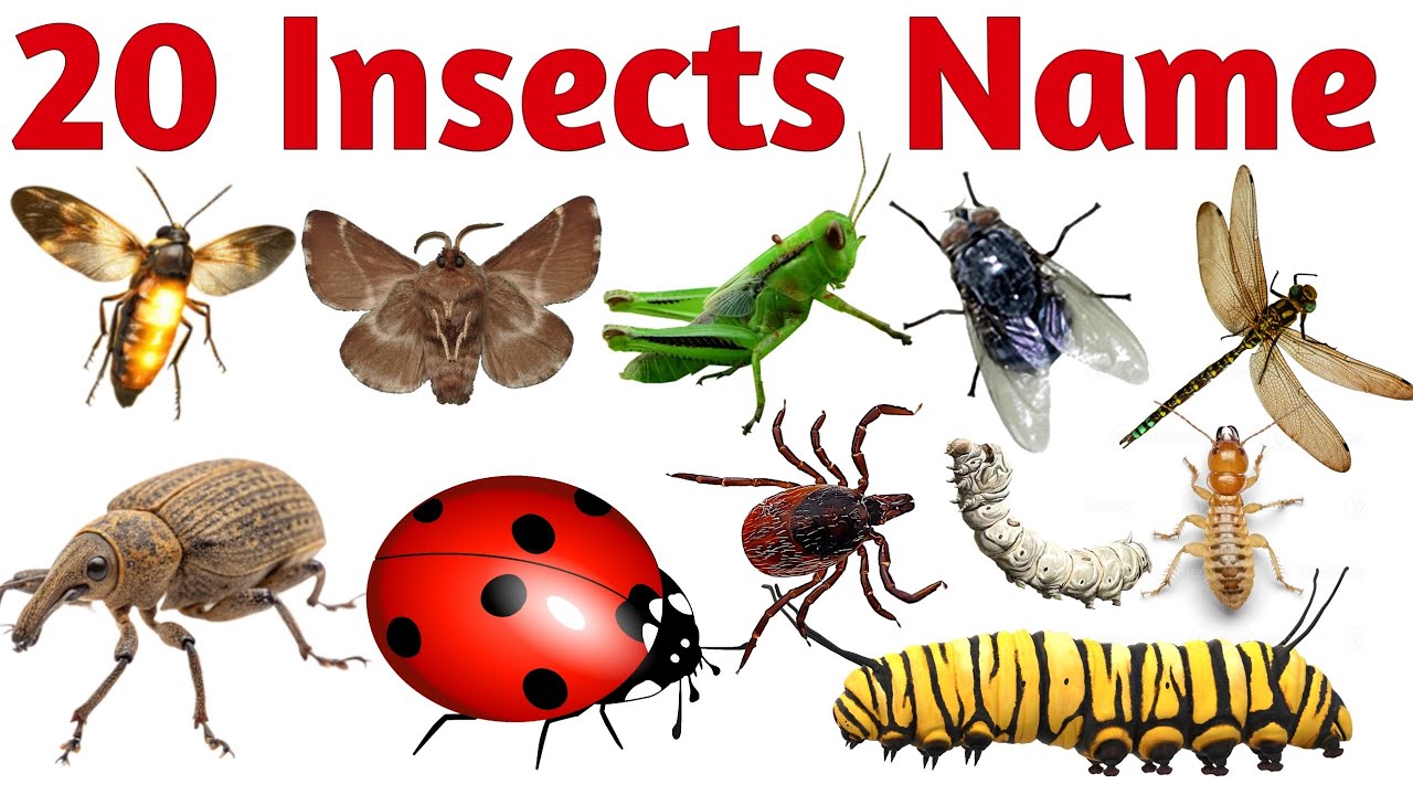 20 Insects Name for Kids | Learn Bugs Name in English and Hindi with Pictures and Sounds