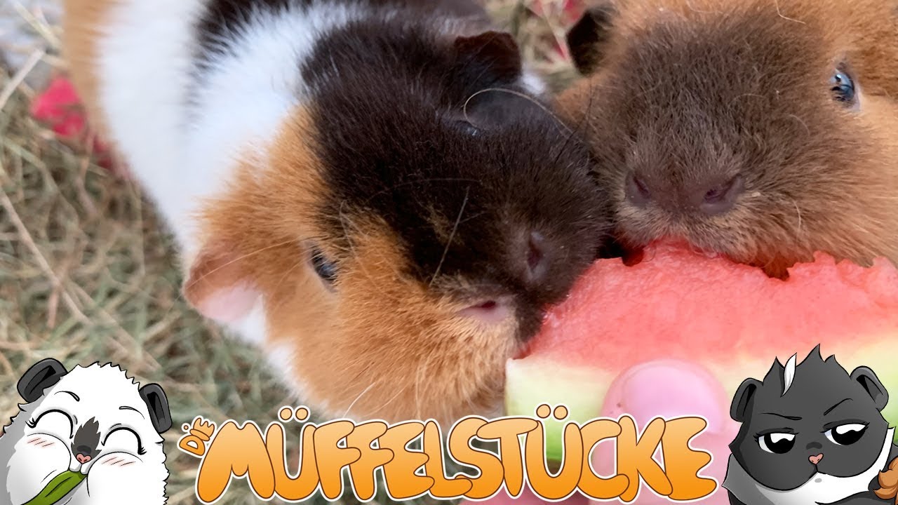 🍉 Baby Meeries bekommen zum ersten Mal Wassermelone 🍉 | Die Müffelstücke