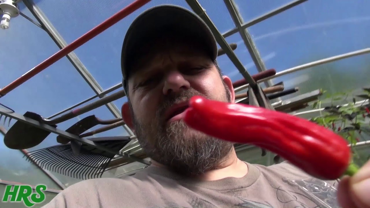 ⟹ Italian Pepperoncini Pepper | Capsicum annuum | pod review 2018