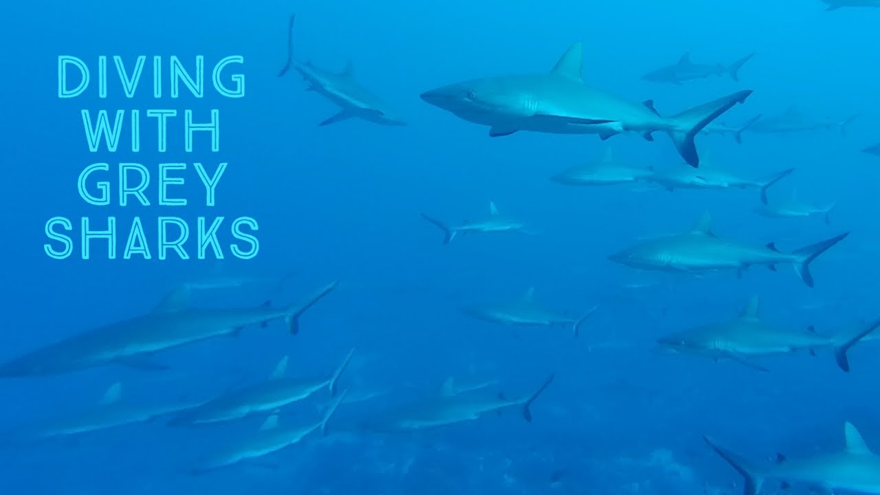 Diving with grey sharks at Fakarava