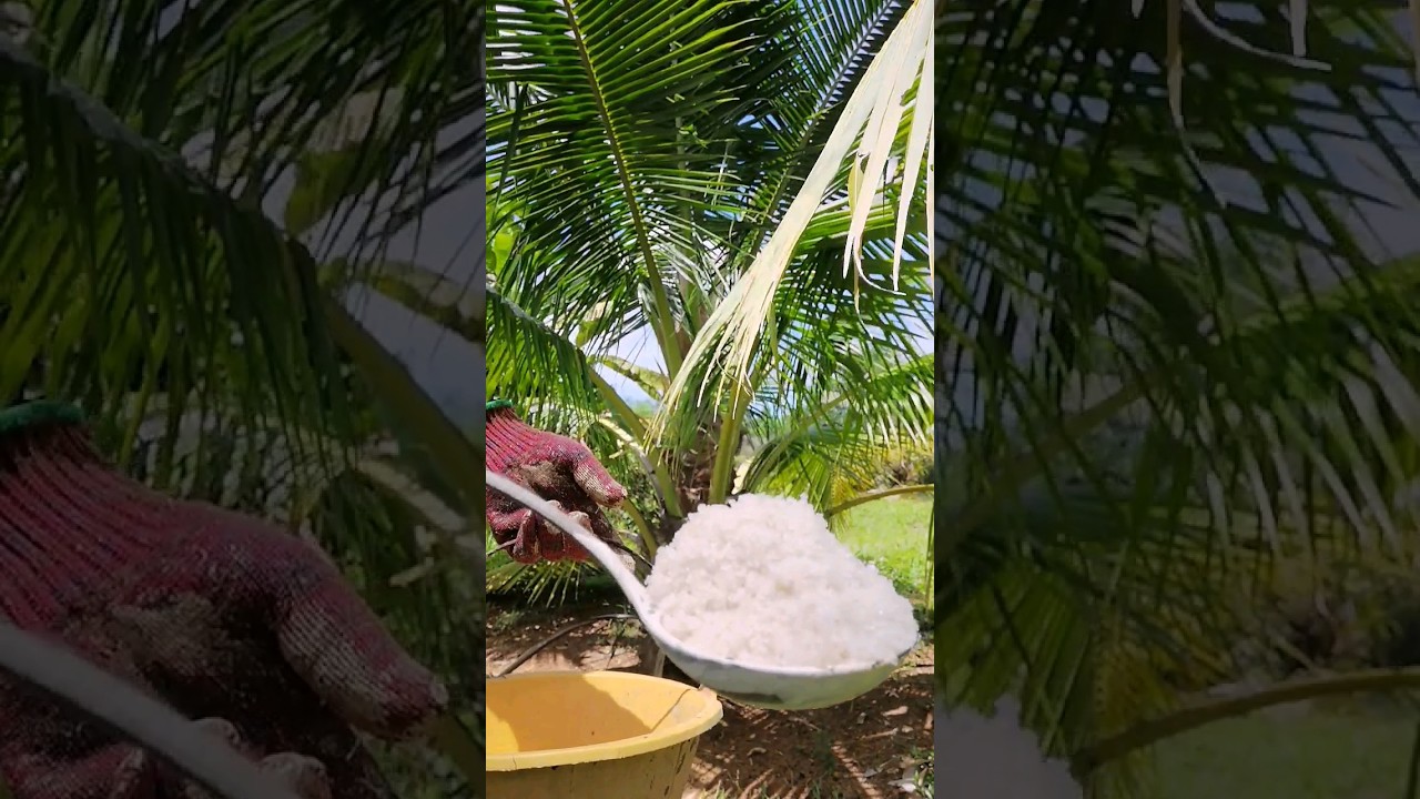 cara betul taburan garam kasar | begitu ke cara nya