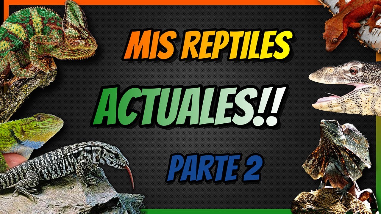 MIS REPTILES ACTUALES ► PARTE 2 - y mordisco para no variar 🦎 🐢 🐛 🐊 🐉