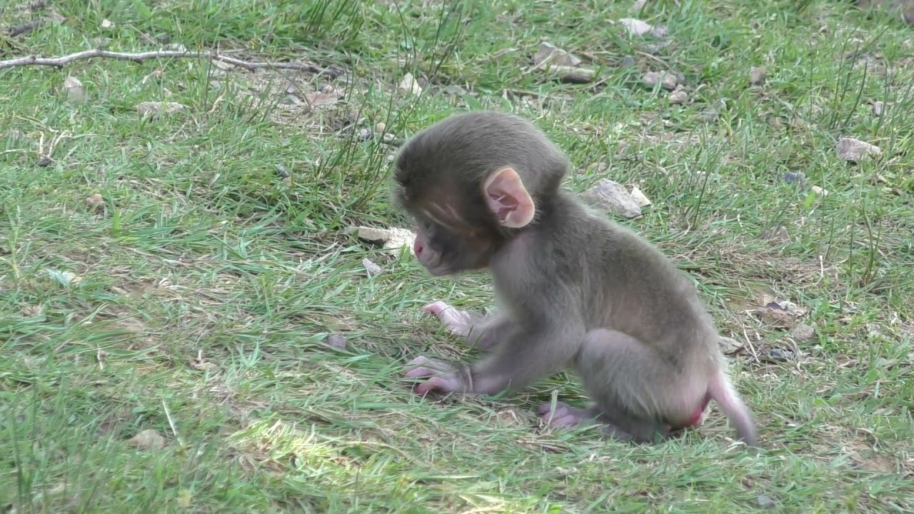 [Продолжение] Детеныш обезьянки родился вчера 🐒 Снято в Киото, Япония.