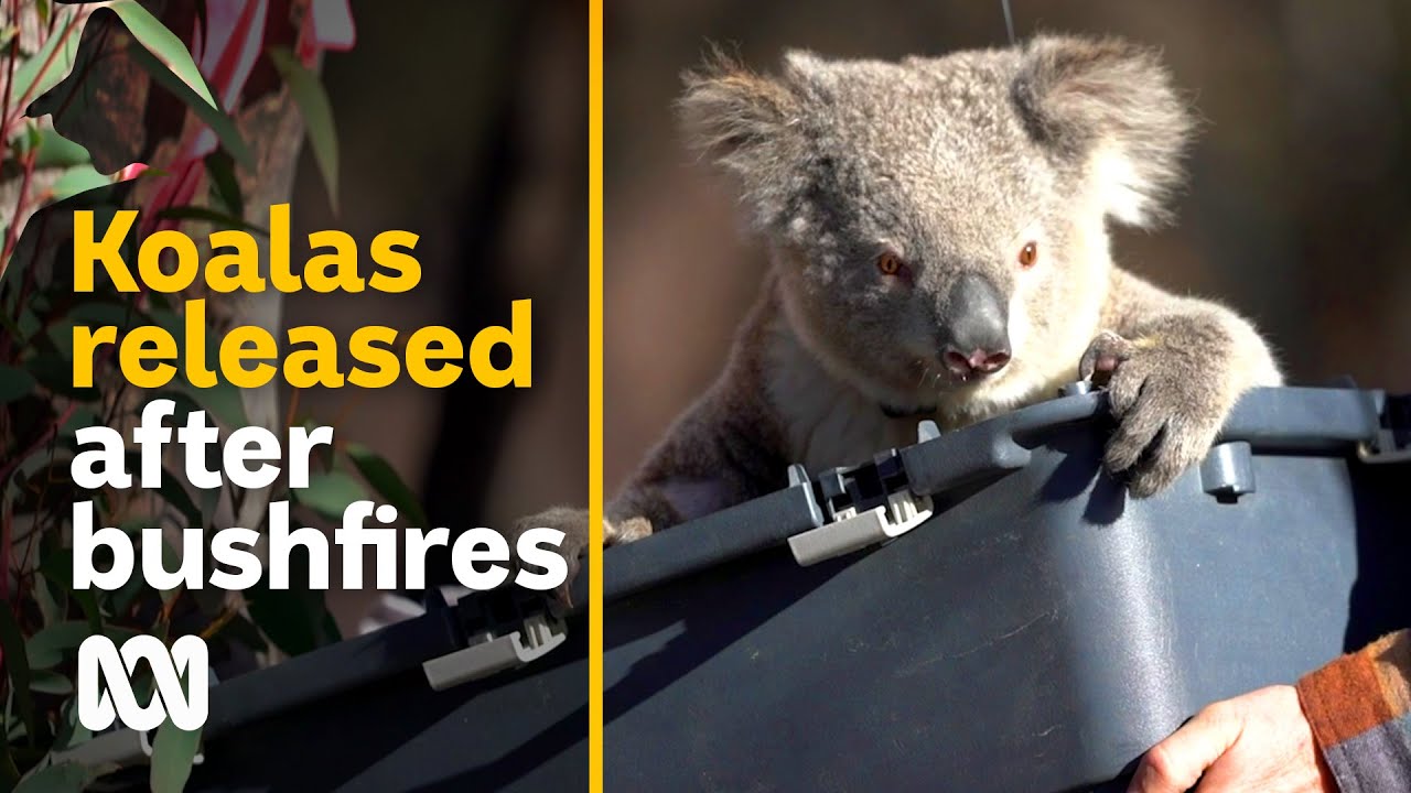 Koalas released after summer bushfire tragedy | 2020 Black Summer bushfires | ABC Australia