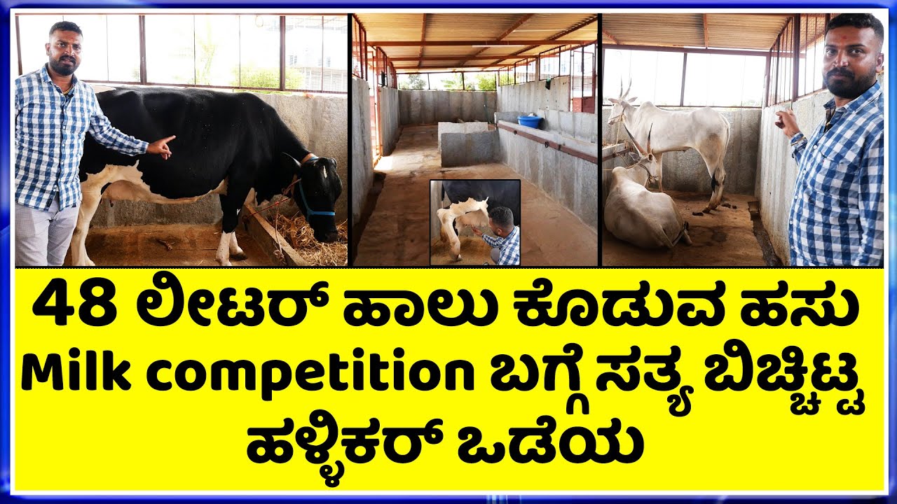 ನನ್ನ ಕಂಡಿಷನ್ ಗೆ ಒಪ್ಪಿದರೆ ಮಾತ್ರ ಹಾಲು ಕರೆಯುವ ಸ್ಪರ್ಧೆ - ಎಲ್ಲಾ ತಿಳಿದುಕೊಂಡೆ ಹೈಟೆಕ್ ಶೆಡ್ ನಿರ್ಮಾಣ ಮಾಡಿದ್ದು