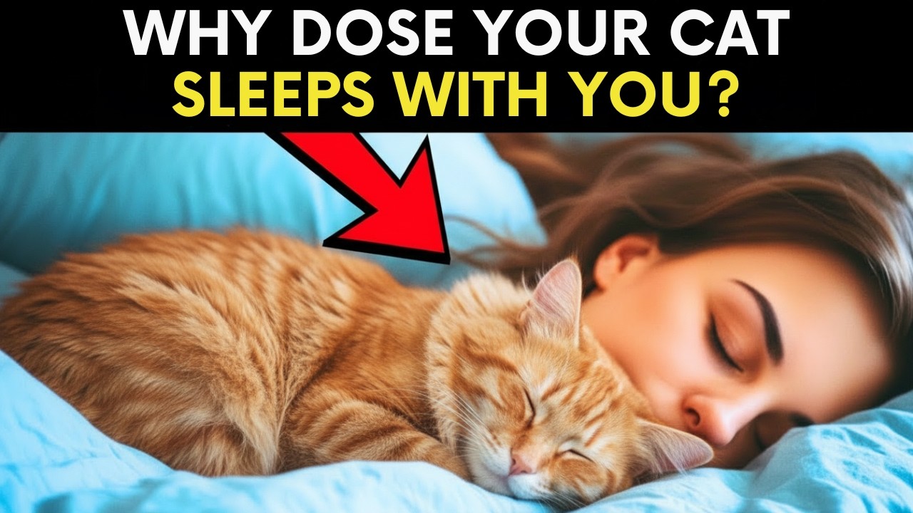 Why Does Your Cat Sleep With You? - What Your Cat's Sleep Spot Reveals About Your Connection