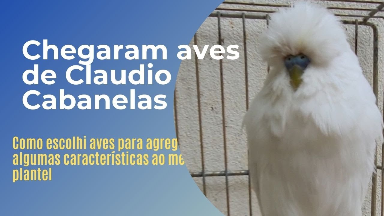 O QUE EU OLHO QUANDO COLOCO AVES DE OUTRO CRIADOR NO MEU PLANTEL.