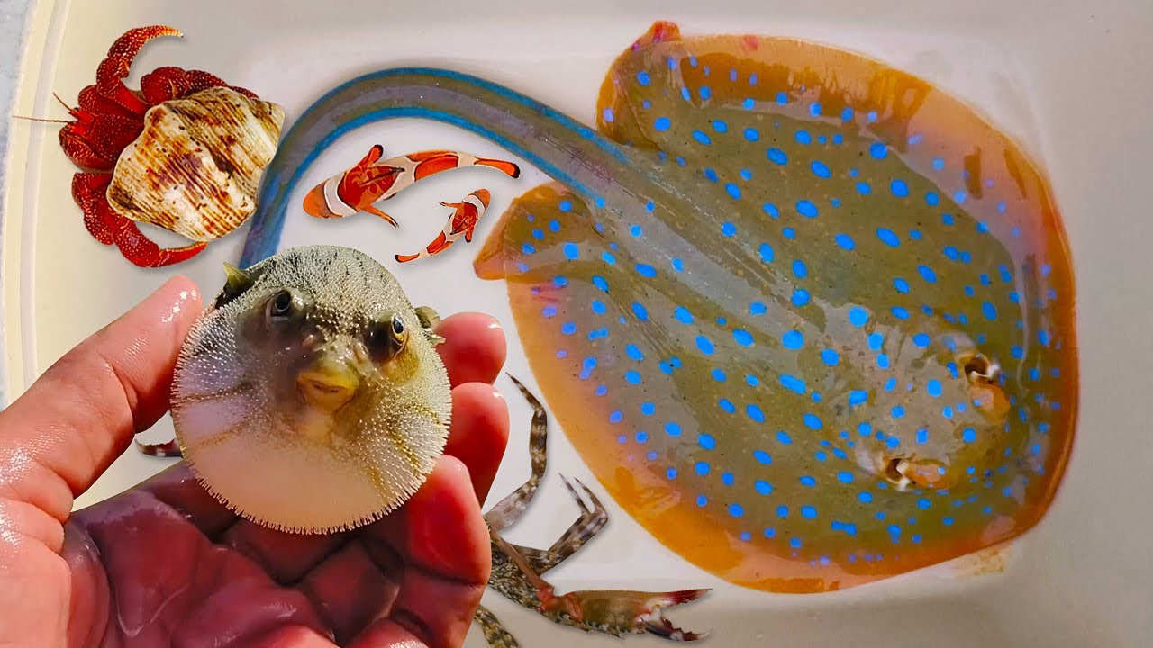 Tangkap ikan pari dan kelomang, ikan buntal, siput kerang, ikan laut, ikan nemo, kepiting, belut