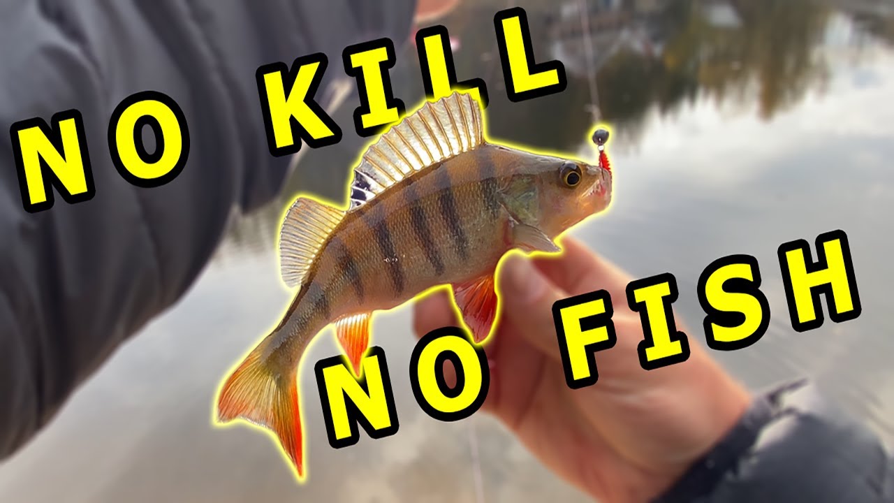 Okoń zgłupiał i do lasu poszedł. Ciężki dzień na łowisku no kill i nie tylko.