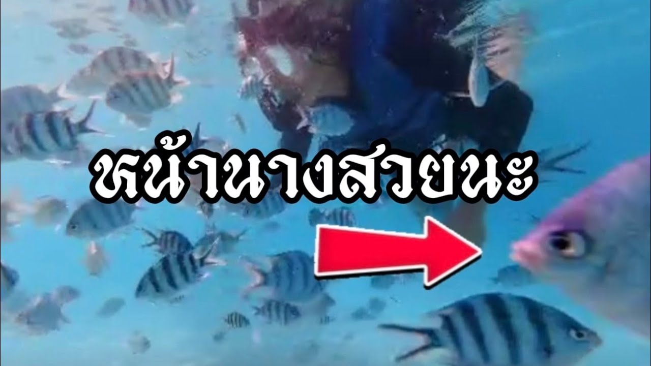 ใต้ทะเลสวย น้ำใส @มีอะไร ไปดูกัน แสมสาร