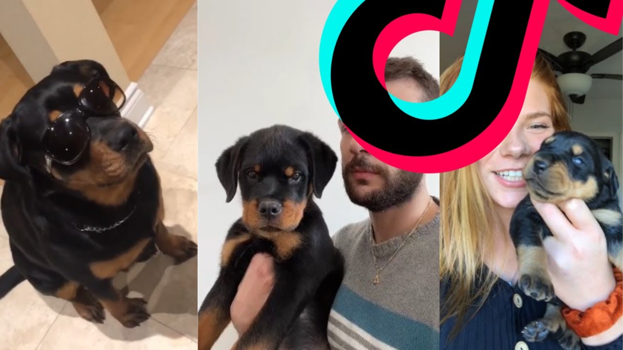 The Most Sweetest Rottweiler TikTok Compilation | Dogs Of TikTok