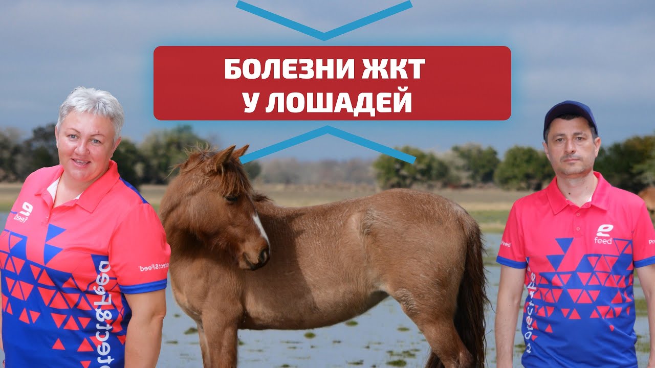 Болезни ЖКТ у лошадей. Признаки заболеваний, причины и профилактика. Колики, гастрит, язва у лошадей
