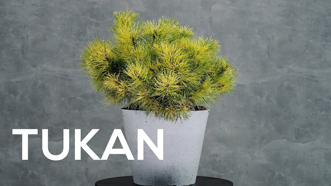 TUKAN - Sosna hakowata (Pinus uncinata 'Tukan') - ż&oacute;łty iglak do doniczki