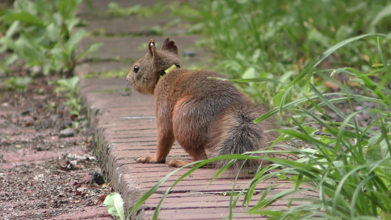 エゾリス (北海道帯広市 緑ヶ丘公園) 2019年7月6日