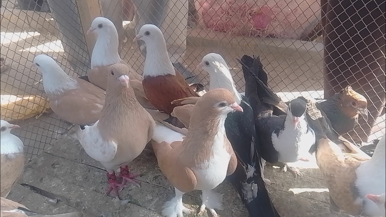 Multan Kabootar Mandi 2026 | Gola Kabootar Mandi Multan | Beautiful Pigeons Market Pakistan