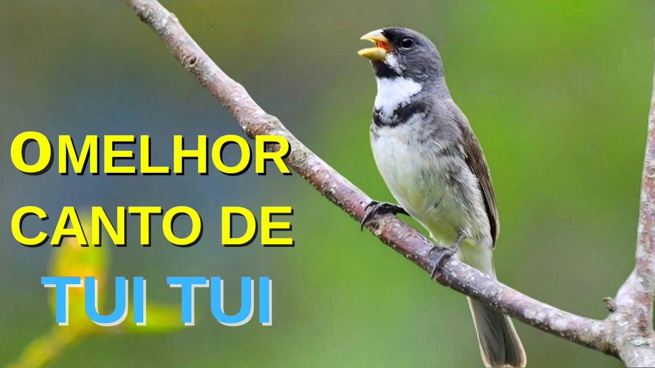 O MELHOR CANTO DE COLEIRO TUI TUI ZEL ZEL POR 10 HORAS