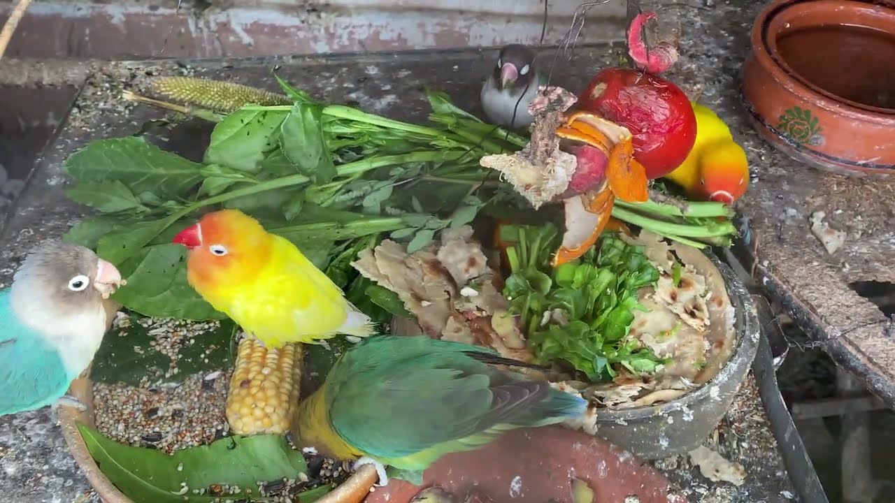 19  Minutes  for  🌼Pets  Relaxing Habits 🦜