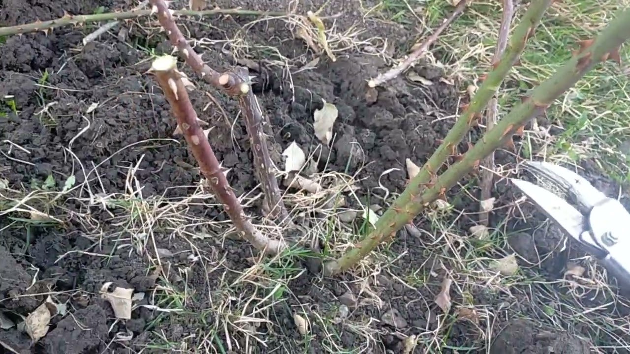 Tăierea trandafirilor teahibrid și floribunda
