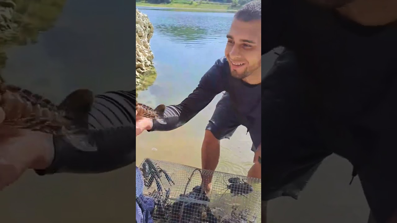 Cómo preparar trampas y capturar langostinos!! #camarones #catch #fishing #pesca #wildlife #nature