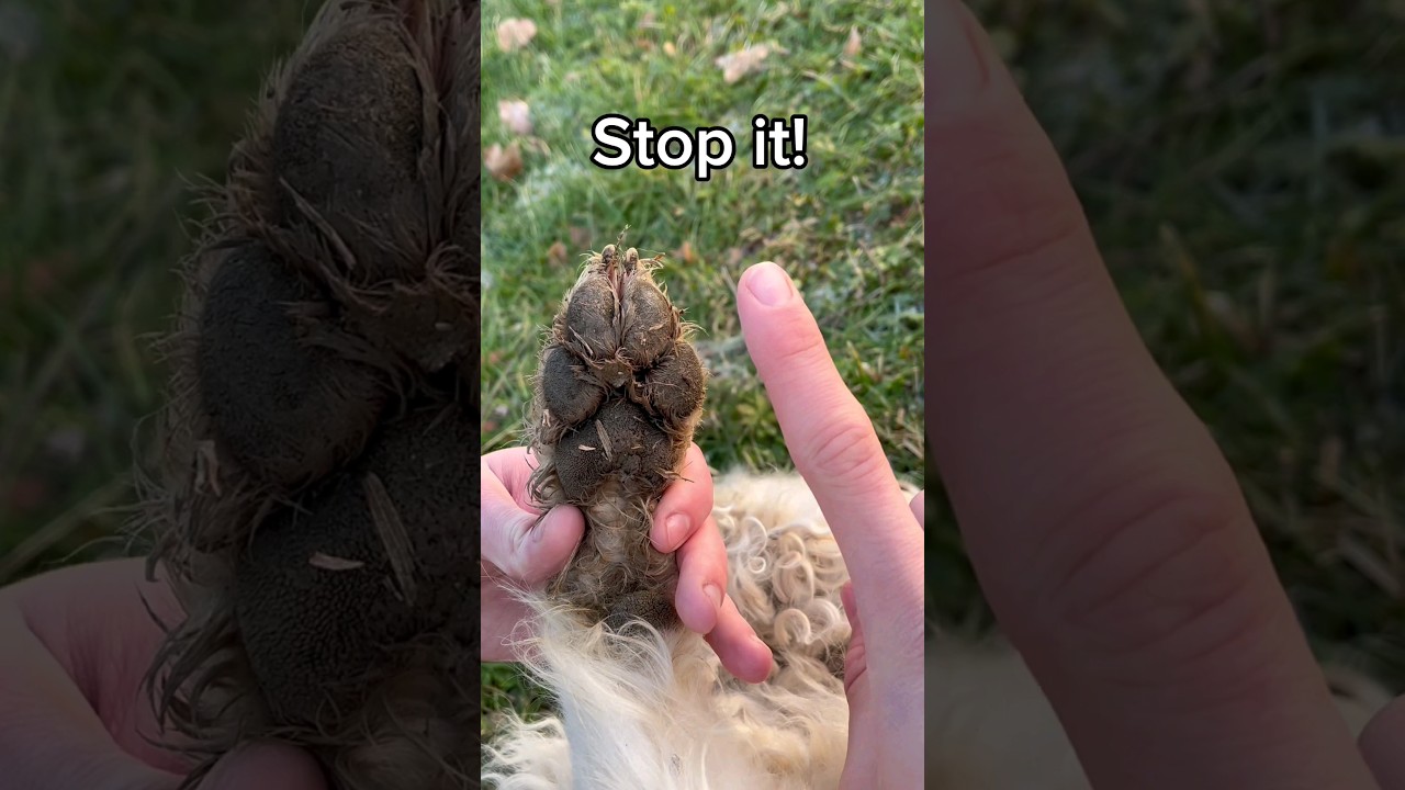 Stop cleaning your dog's paws like this😳