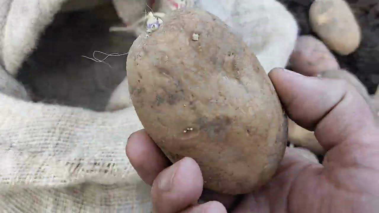 Replanteando el cultivo de las patatas en el bancal