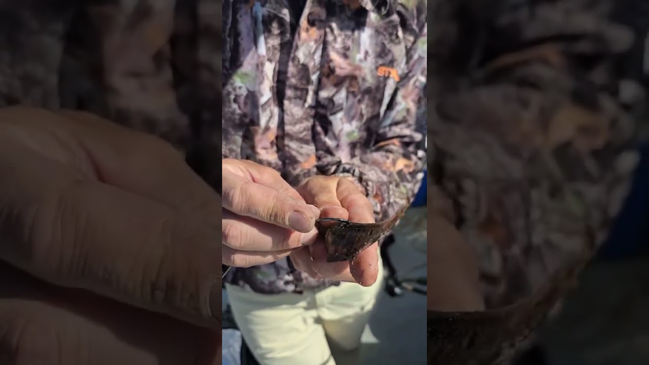 Chamigo Pescador - ¿Como encarnar la morena? #carnada #fishing #pescadedorados