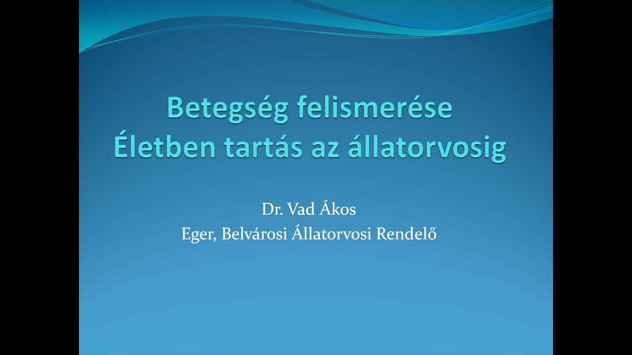 🤓 A tengerimalac betegségének felismerése és életben tartás az állatorvosig (Gazdiakadémia)