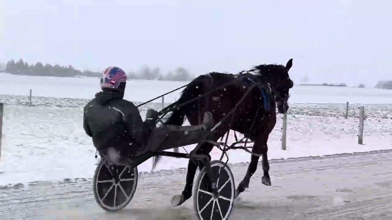OwnAStandardbred 3YO Training