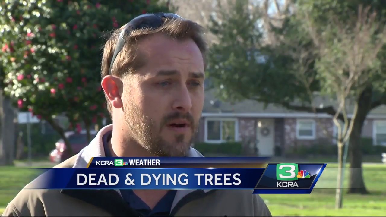 How to check if your tree is dead, dying